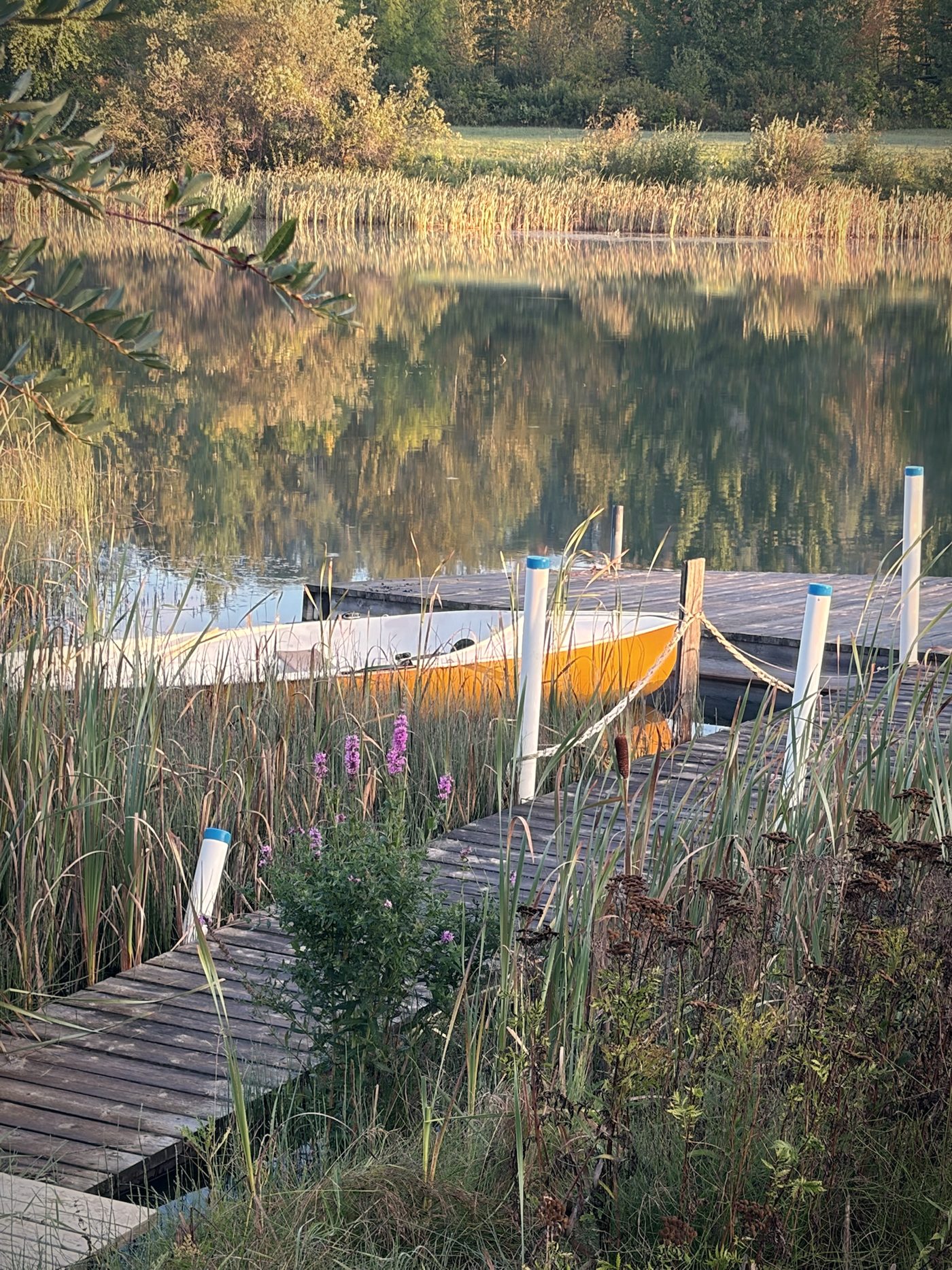An old dock in autumn, a boat tied at the end and purple loosestrife in the reeds