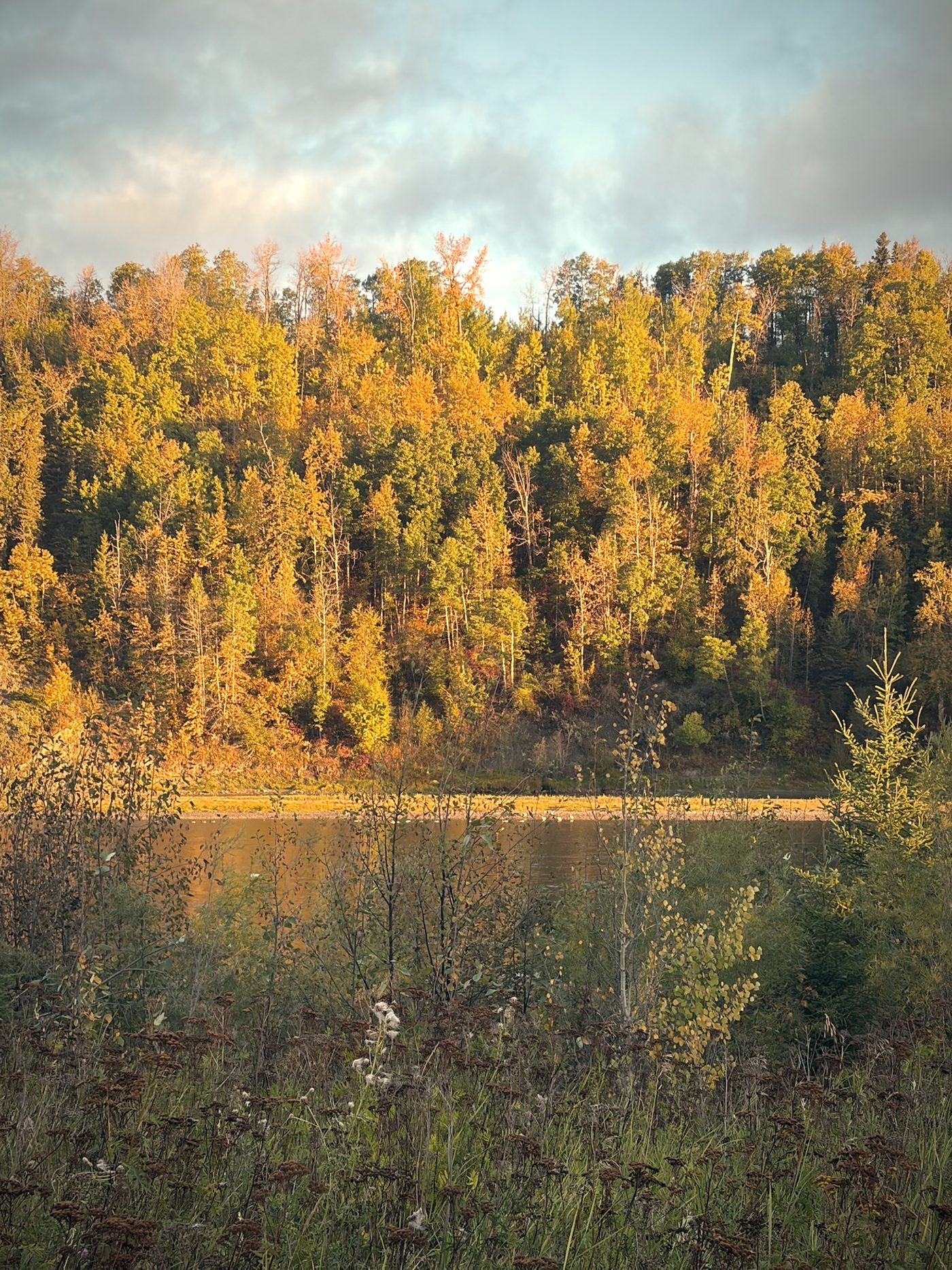 Autumn light on the trees along the shore, the water below glowing gold